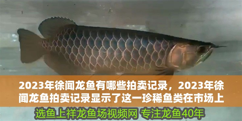 2023年徐聞龍魚有哪些拍賣記錄，2023年徐聞龍魚拍賣記錄顯示了這一珍稀魚類在市場上的活躍度