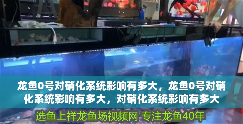 龍魚0號對硝化系統(tǒng)影響有多大，龍魚0號對硝化系統(tǒng)影響有多大，對硝化系統(tǒng)影響有多大