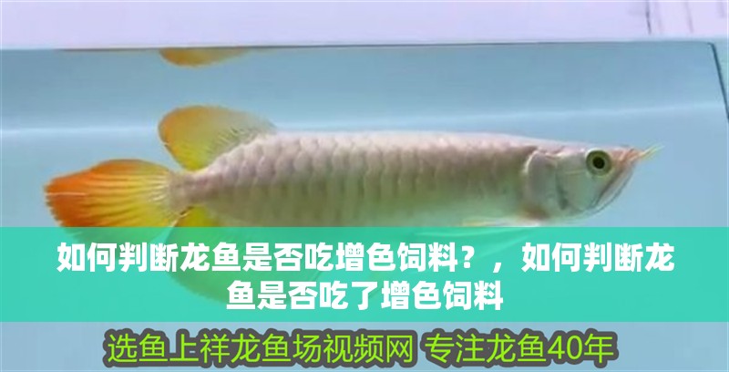 如何判斷龍魚是否吃增色飼料？，如何判斷龍魚是否吃了增色飼料