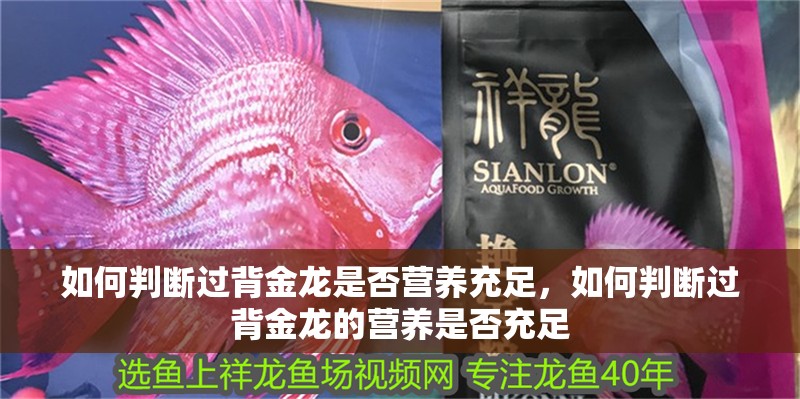 如何判斷過(guò)背金龍是否營(yíng)養(yǎng)充足，如何判斷過(guò)背金龍的營(yíng)養(yǎng)是否充足