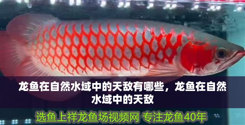龍魚在自然水域中的天敵有哪些，龍魚在自然水域中的天敵