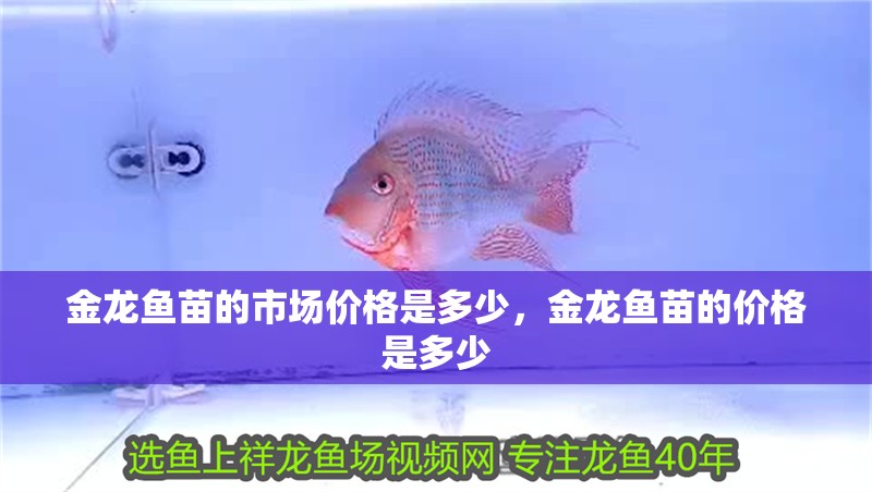 金龍魚苗的市場價格是多少，金龍魚苗的價格是多少