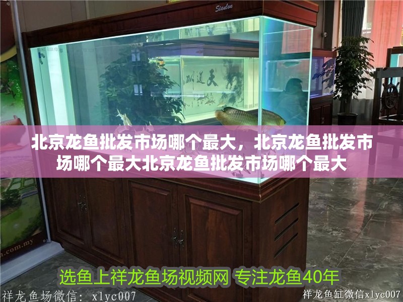 北京龍魚批發(fā)市場(chǎng)哪個(gè)最大，北京龍魚批發(fā)市場(chǎng)哪個(gè)最大北京龍魚批發(fā)市場(chǎng)哪個(gè)最大
