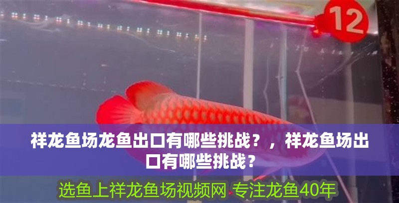 祥龍魚場(chǎng)龍魚出口有哪些挑戰(zhàn)？，祥龍魚場(chǎng)出口有哪些挑戰(zhàn)？