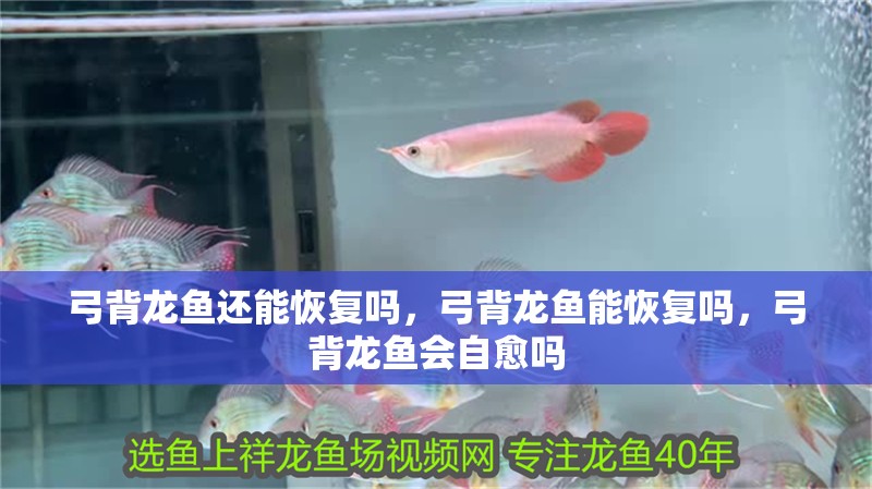 弓背龍魚還能恢復嗎，弓背龍魚能恢復嗎，弓背龍魚會自愈嗎