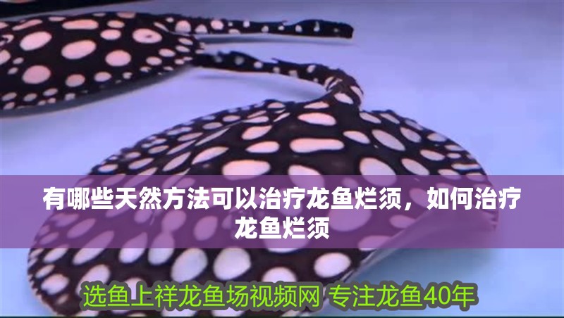 有哪些天然方法可以治療龍魚(yú)爛須，如何治療龍魚(yú)爛須