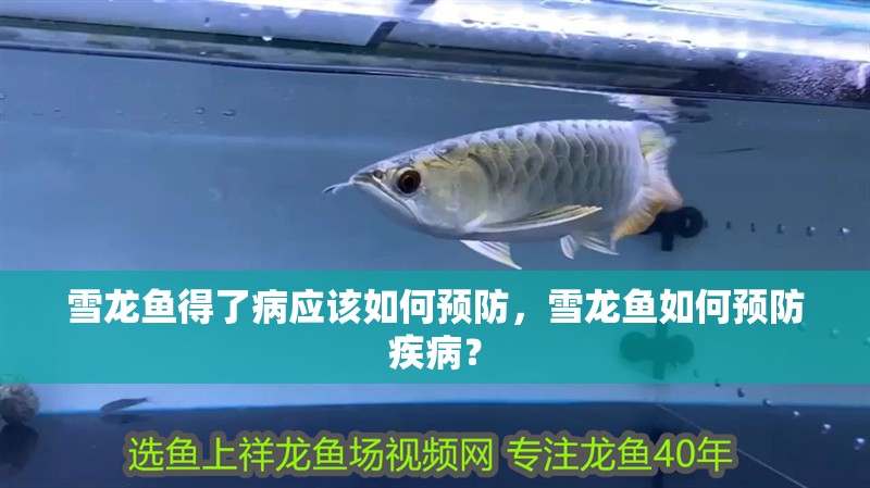 雪龍魚(yú)得了病應(yīng)該如何預(yù)防，雪龍魚(yú)如何預(yù)防疾病？