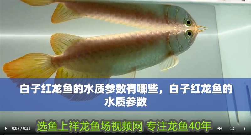 白子紅龍魚的水質參數有哪些，白子紅龍魚的水質參數