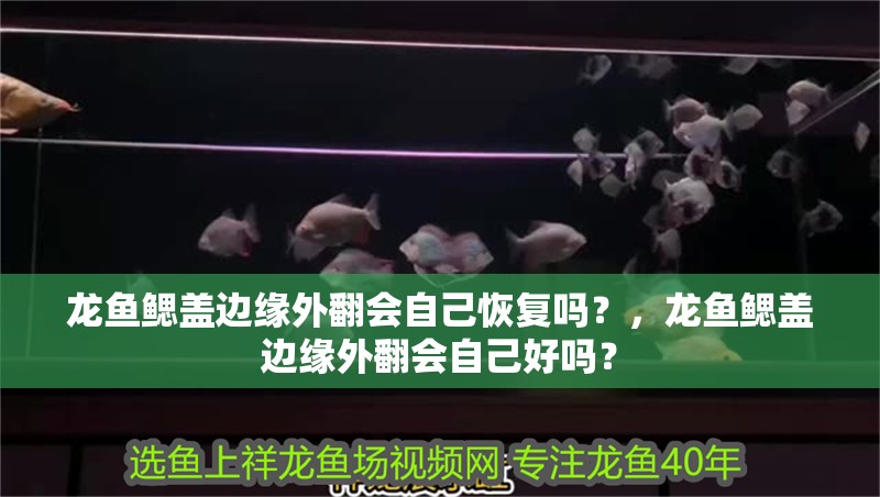 龍魚(yú)鰓蓋邊緣外翻會(huì)自己恢復(fù)嗎？，龍魚(yú)鰓蓋邊緣外翻會(huì)自己好嗎？