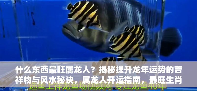 什么東西最旺屬龍人？揭秘提升龍年運勢的吉祥物與風水秘訣，屬龍人開運指南，最旺生肖龍的吉祥物與風水布局全解析 什么東西最旺屬龍人？揭秘提升龍年運勢的吉祥物與風水秘訣，屬龍人開運指南，最旺生肖龍的吉祥物與風水布局全解析 龍魚百科 第1張