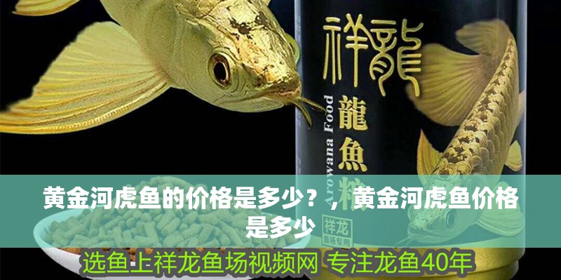 黃金河虎魚的價格是多少？，黃金河虎魚價格是多少