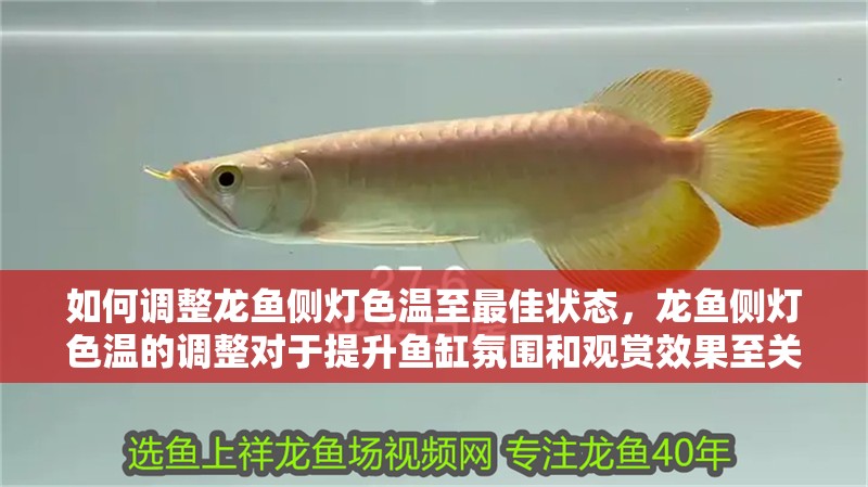 如何調整龍魚側燈色溫至最佳狀態，龍魚側燈色溫的調整對于提升魚缸氛圍和觀賞效果至關重要