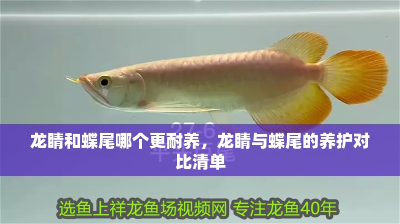 龍睛和蝶尾哪個更耐養，龍睛與蝶尾的養護對比清單