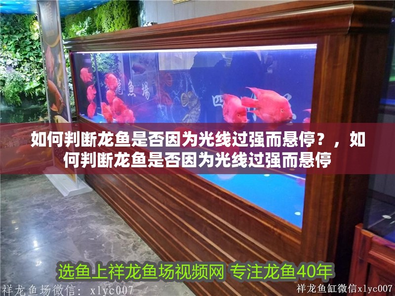 如何判斷龍魚是否因為光線過強而懸停？，如何判斷龍魚是否因為光線過強而懸停