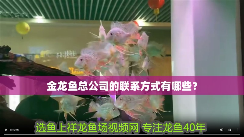 金龍魚總公司的聯系方式有哪些？