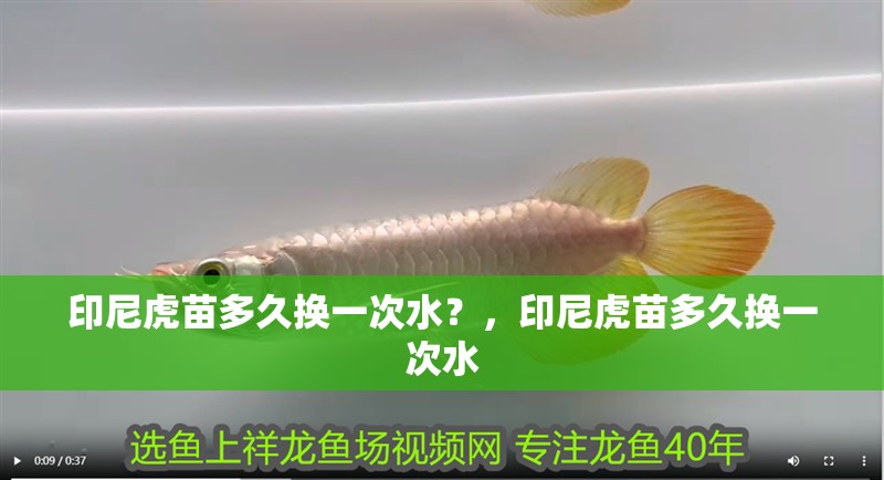 印尼虎苗多久換一次水？，印尼虎苗多久換一次水