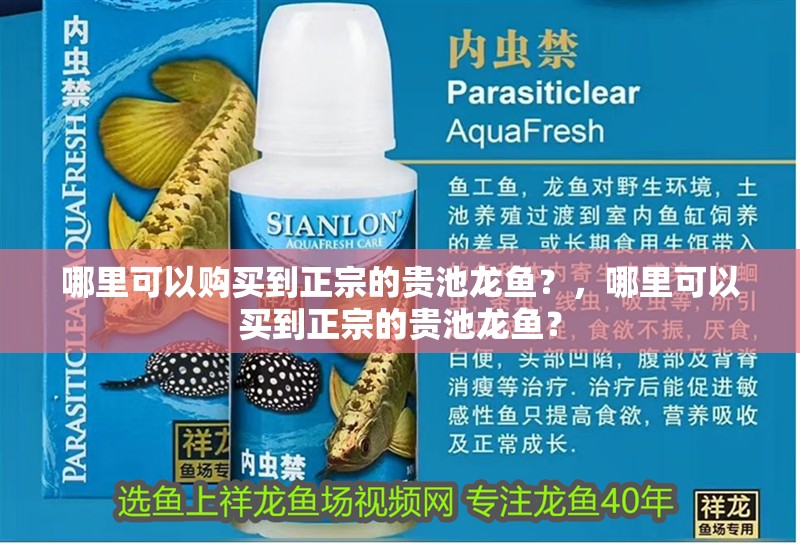 哪里可以購買到正宗的貴池龍魚？，哪里可以買到正宗的貴池龍魚？