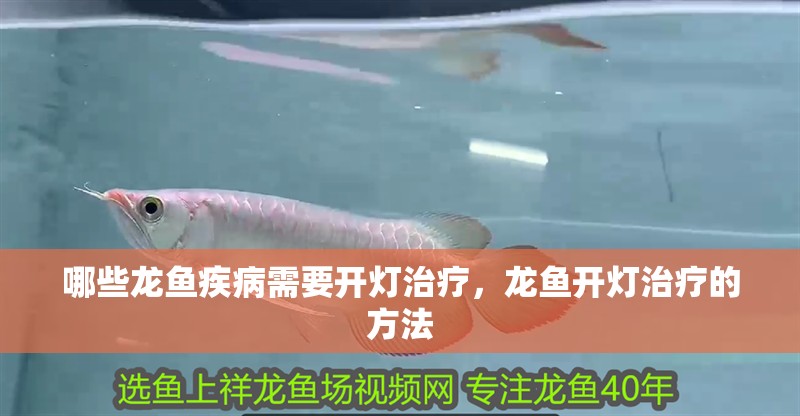 哪些龍魚疾病需要開燈治療，龍魚開燈治療的方法