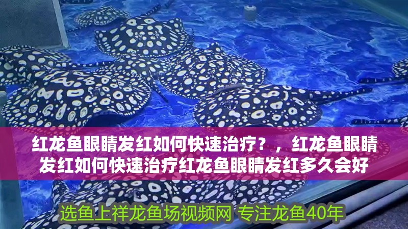 紅龍魚眼睛發紅如何快速治療？，紅龍魚眼睛發紅如何快速治療紅龍魚眼睛發紅多久會好