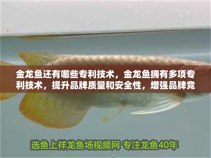 金龍魚還有哪些專利技術(shù)，金龍魚擁有多項(xiàng)專利技術(shù)，提升品牌質(zhì)量和安全性，增強(qiáng)品牌競爭力