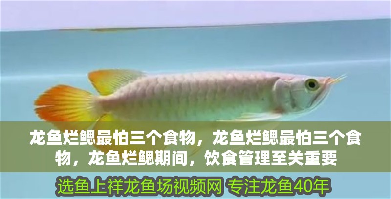 龍魚爛鰓最怕三個食物，龍魚爛鰓最怕三個食物，龍魚爛鰓期間，飲食管理至關重要