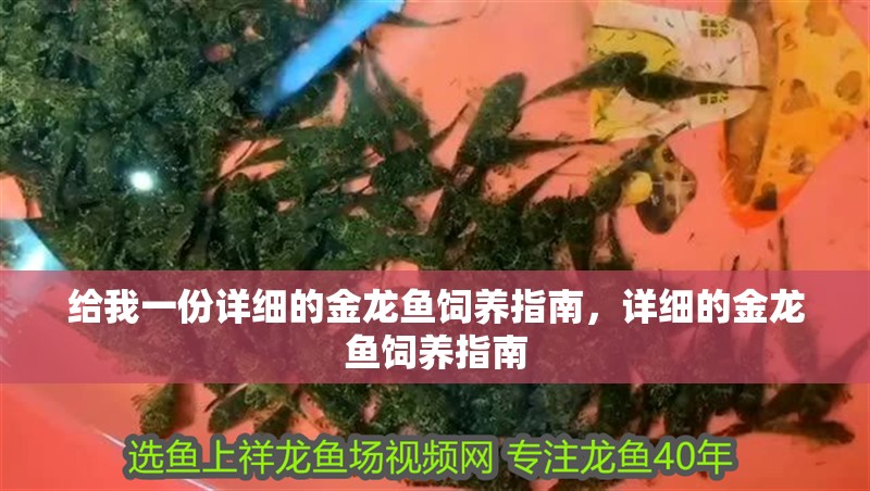 給我一份詳細(xì)的金龍魚飼養(yǎng)指南，詳細(xì)的金龍魚飼養(yǎng)指南