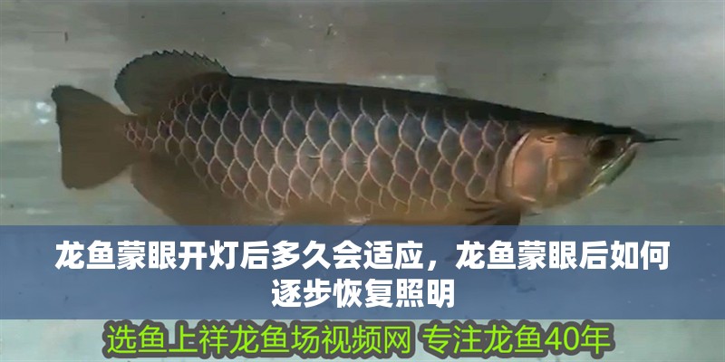 龍魚蒙眼開燈后多久會適應(yīng)，龍魚蒙眼后如何逐步恢復(fù)照明
