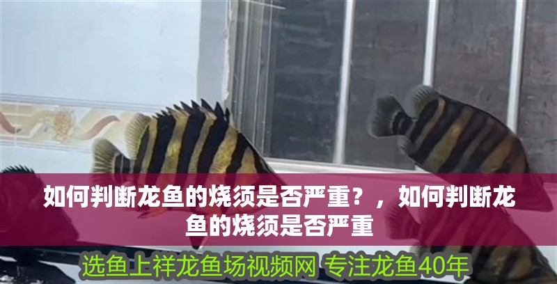 如何判斷龍魚的燒須是否嚴(yán)重？，如何判斷龍魚的燒須是否嚴(yán)重