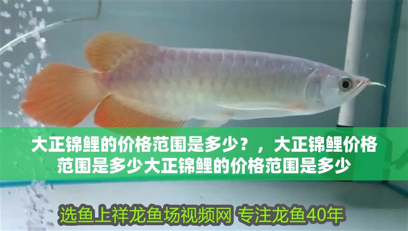 大正錦鯉的價(jià)格范圍是多少？，大正錦鯉價(jià)格范圍是多少大正錦鯉的價(jià)格范圍是多少