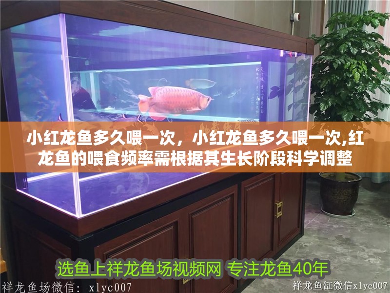 小紅龍魚多久喂一次，小紅龍魚多久喂一次,紅龍魚的喂食頻率需根據其生長階段科學調整