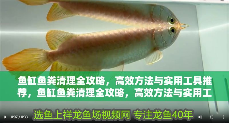 魚缸魚糞清理全攻略，高效方法與實用工具推薦，魚缸魚糞清理全攻略，高效方法與實用工具推薦 魚缸魚糞清理全攻略，高效方法與實用工具推薦，魚缸魚糞清理全攻略，高效方法與實用工具推薦 龍魚百科 第1張