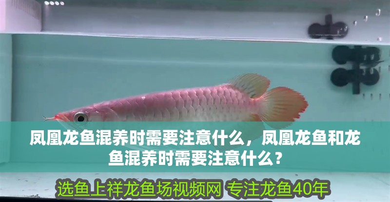鳳凰龍魚混養時需要注意什么，鳳凰龍魚和龍魚混養時需要注意什么？