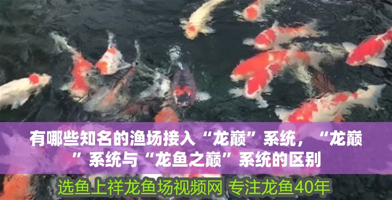 有哪些知名的漁場(chǎng)接入“龍巔”系統(tǒng)，“龍巔”系統(tǒng)與“龍魚之巔”系統(tǒng)的區(qū)別
