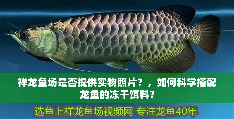 祥龍魚場(chǎng)是否提供實(shí)物照片？，如何科學(xué)搭配龍魚的凍干餌料？