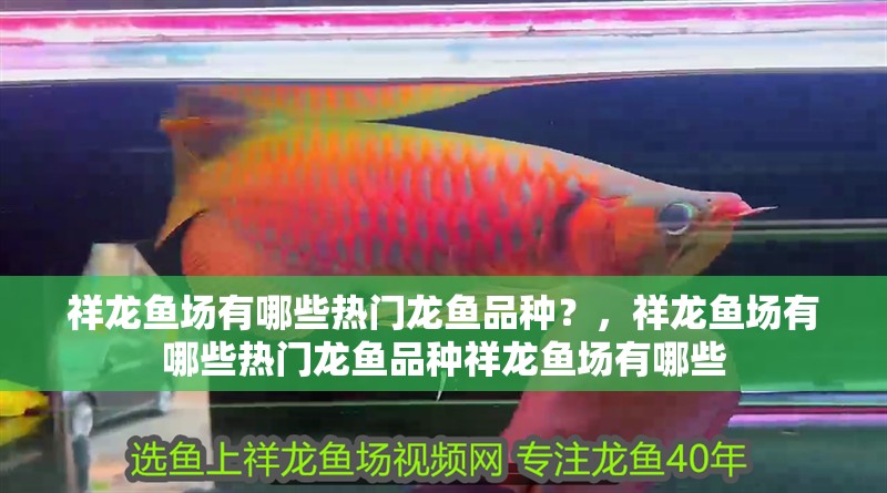 祥龍魚場(chǎng)有哪些熱門龍魚品種？，祥龍魚場(chǎng)有哪些熱門龍魚品種祥龍魚場(chǎng)有哪些