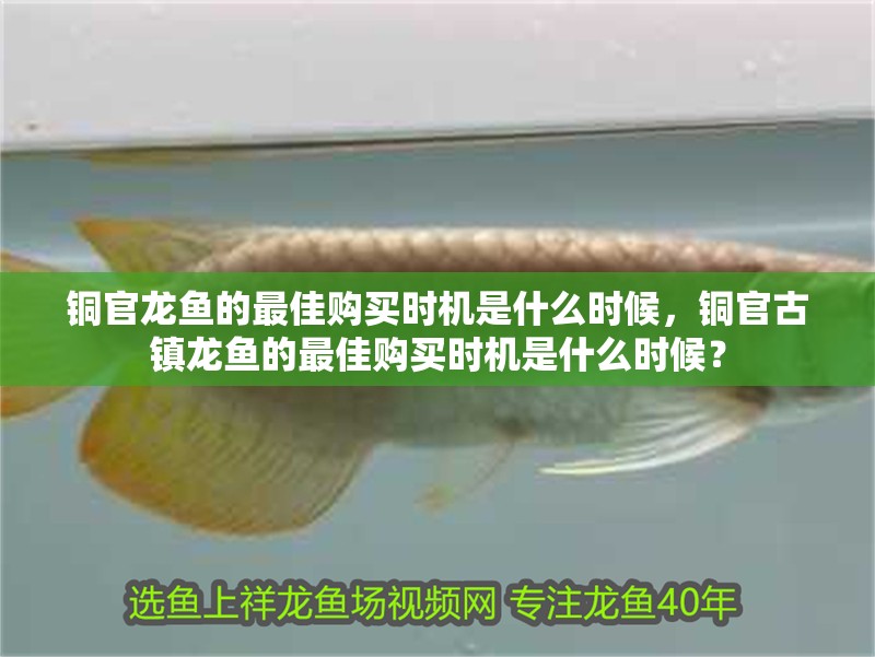 銅官龍魚的最佳購買時機是什么時候，銅官古鎮龍魚的最佳購買時機是什么時候？
