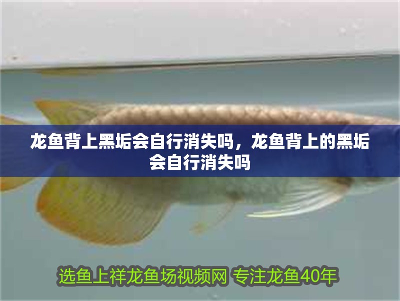龍魚背上黑垢會自行消失嗎，龍魚背上的黑垢會自行消失嗎