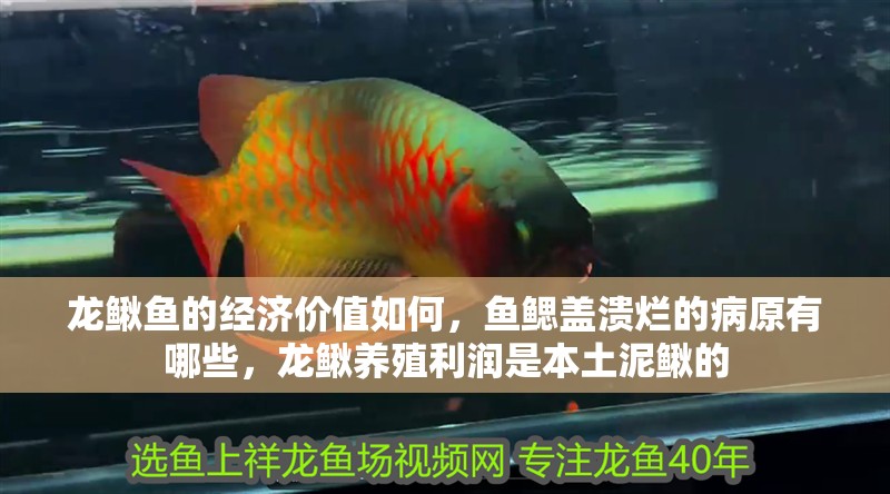 龍鰍魚的經濟價值如何，魚鰓蓋潰爛的病原有哪些，龍鰍養(yǎng)殖利潤是本土泥鰍的