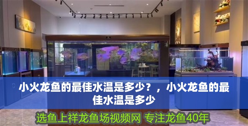 小火龍魚的最佳水溫是多少？，小火龍魚的最佳水溫是多少