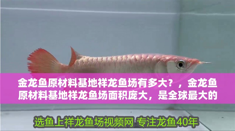 金龍魚原材料基地祥龍魚場有多大？，金龍魚原材料基地祥龍魚場面積龐大，是全球最大的魚場之一