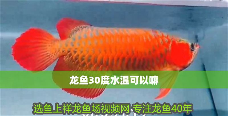 龍魚30度水溫可以嘛