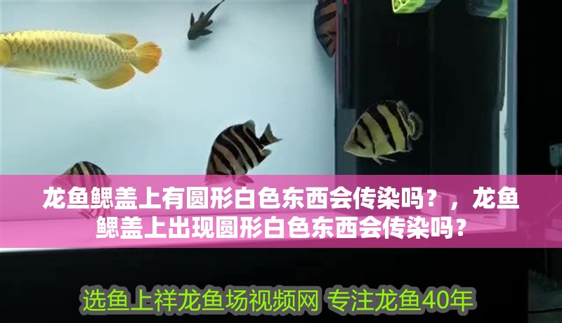 龍魚鰓蓋上有圓形白色東西會傳染嗎？，龍魚鰓蓋上出現圓形白色東西會傳染嗎？