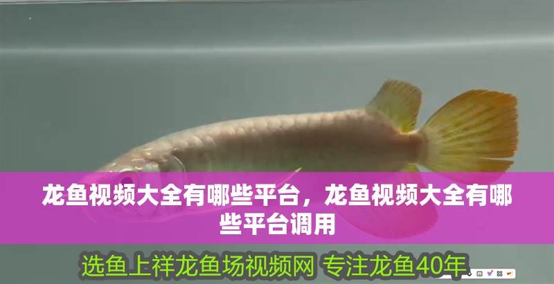 龍魚視頻大全有哪些平臺，龍魚視頻大全有哪些平臺調用