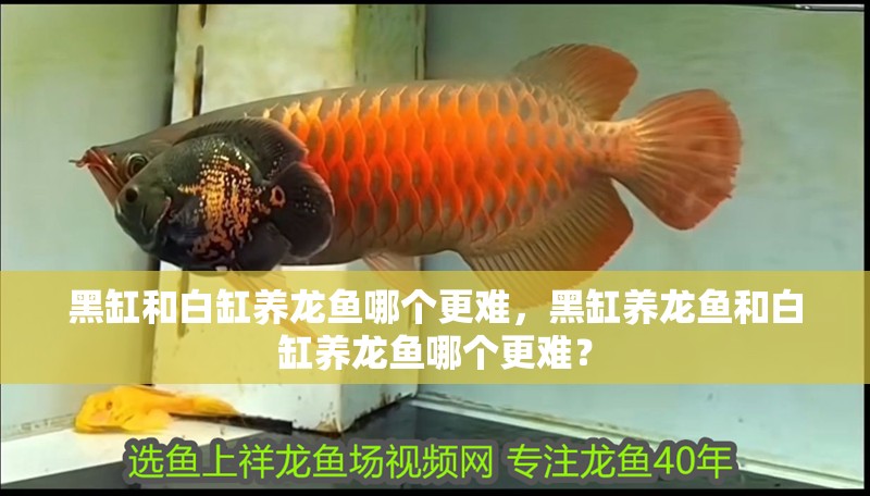 黑缸和白缸養龍魚哪個更難，黑缸養龍魚和白缸養龍魚哪個更難？