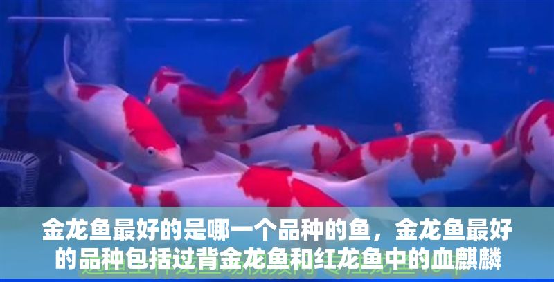 金龍魚最好的是哪一個品種的魚，金龍魚最好的品種包括過背金龍魚和紅龍魚中的血麒麟