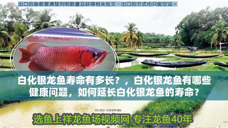白化銀龍魚壽命有多長？，白化銀龍魚有哪些健康問題，如何延長白化銀龍魚的壽命？
