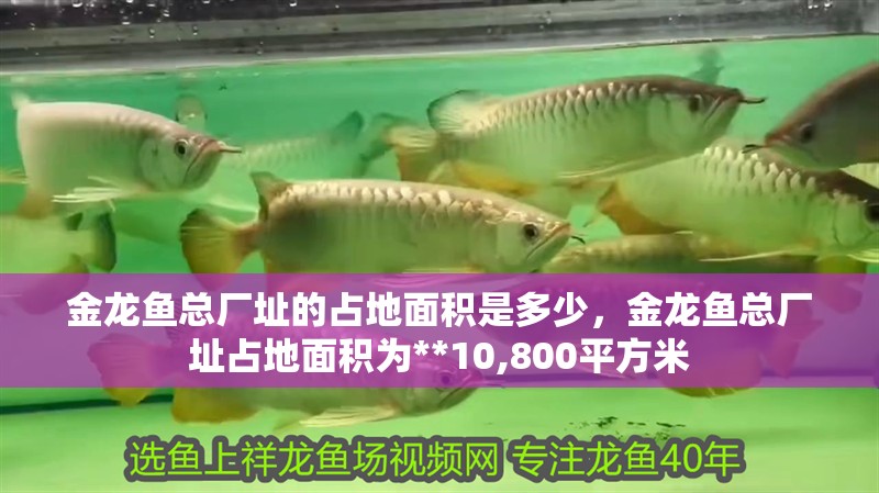 金龍魚總廠址的占地面積是多少，金龍魚總廠址占地面積為**10,800平方米