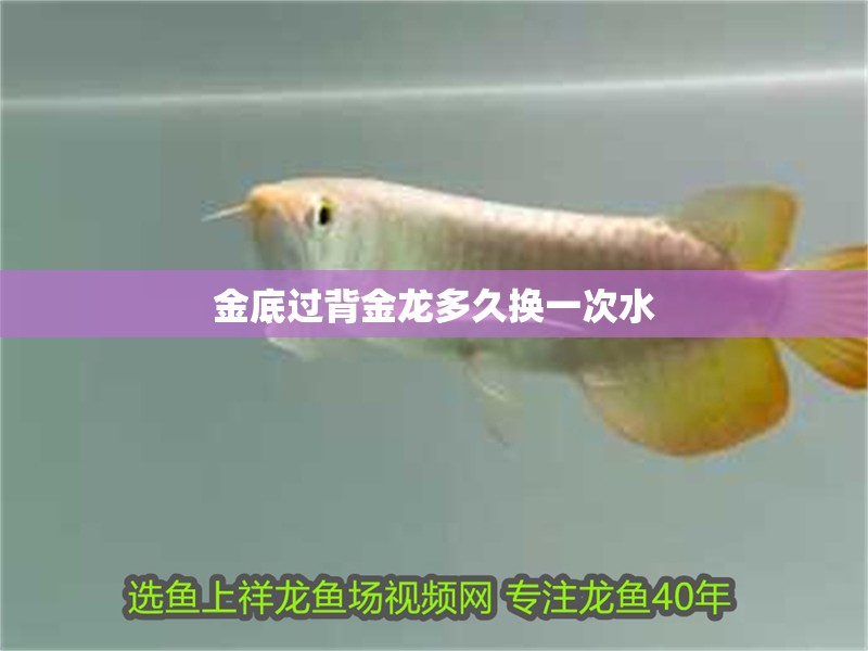 金底過背金龍多久換一次水
