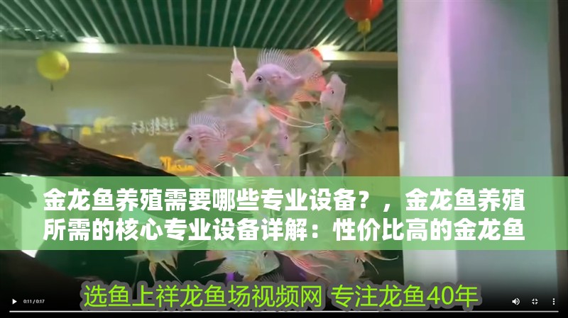 金龍魚養殖需要哪些專業設備?,金龍魚養殖所需的核心專業設備詳解:性價比高的金龍魚養殖設備