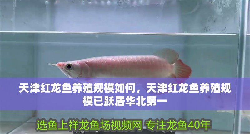 天津紅龍魚養殖規模如何,天津紅龍魚養殖規模已躍居華北第一